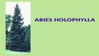 ABIES HOLOPHYLLA