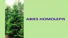 ABIES HOMOLEPIS