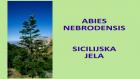 ABIES NEBRODENSIS