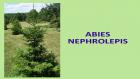 ABIES NEPHROLEPIS
