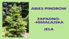 ABIES PINDROW