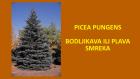 PICEA PUNGENS