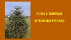 PICEA SITCHENSIS