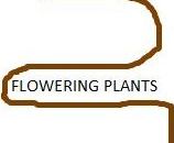 FLOWERING PLANTS